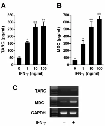 Fig.  8.  IFN-γ  induced  TARC  (A)  and  MDC  (B)  release,  and  mRNA  expression  (C)