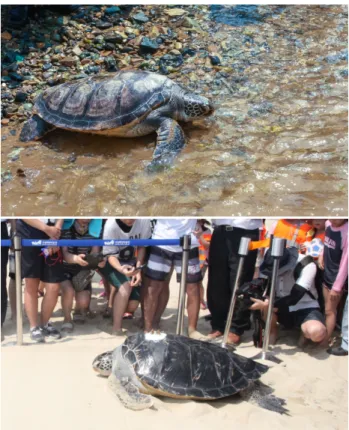 Fig.  1.  The  Green  turtle  release.