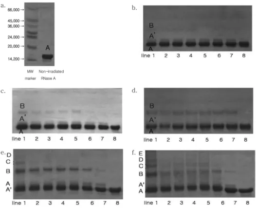 Table 1. A relationship between UV irradiation time and area covered with contact lens on RNase A denaturation