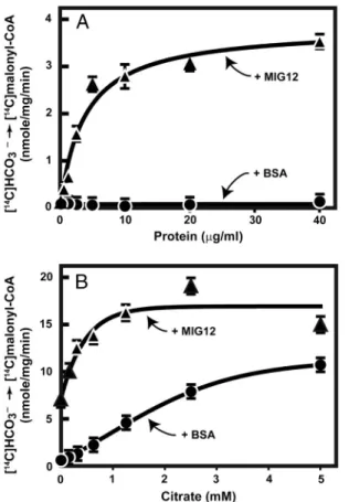 Fig. 3. Total ACC activity is increased by MIG12. ACC was partially purified from livers of mice and MIG12 was produced as described in Methods