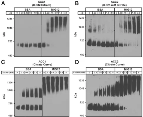 Fig. 5. Induction of ACC1 and ACC2 polymerization by MIG12. (A) Recombinant ACC1 (6 μg) was  incu-bated with 0, 0.23, 0.45, 0.9, 1.8, and 3.6 μg of MIG12 or BSA in presence of 0 mM citrate
