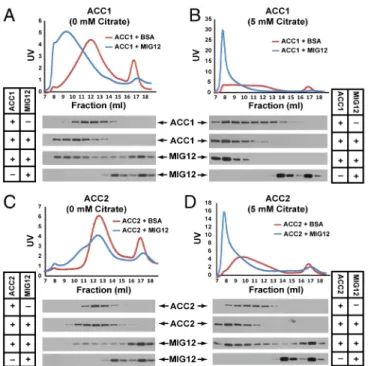 Fig. 7. MIG12-induced ACC polymerization in living animals. Five male mice were injected with an adenovirus expressing either β-gal or MIG12 ( 10 11 particles ∕mouse)