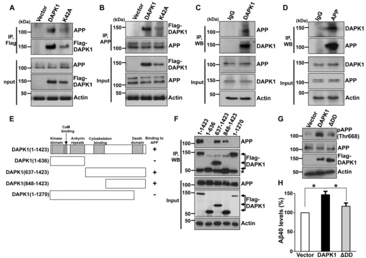 Figure 4. Interaction between DAPK1 and APP. (A, B) CHO cells stably expressing APP WT were transfected with pRK5-Flag, pRK5-Flag-DAPK1 or pRK5-Flag-DAPK1 K42A