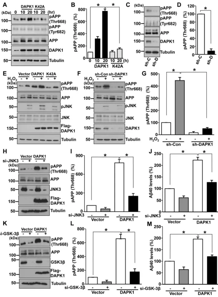 Figure 5. DAPK1 induces APP phosphorylation at Thr668. (A, B) SH-SY5Y cells were transfected with pRK5-Flag-DAPK1 or pRK5-Flag-DAPK1 K42A for the indicated time