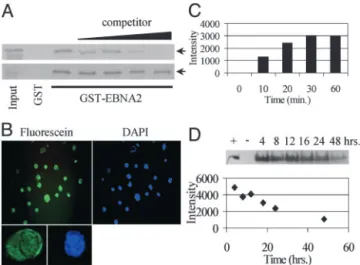 Fig. 1. Peptide in vitro activity and intracellular availability. (A) GST affinity assay in which in vitro-translated, 35 S-labeled CBF1 (arrows) was incubated