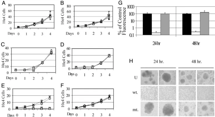 Fig. 2. EBNA2-TAT affects EBNA2( ⫹) LCL growth and metabolic activity. Proliferation assays showing the effect of EBNA2-TAT (A, C, and E) and EBNA2(mt)-TAT (B, D, and F) peptides on cell growth