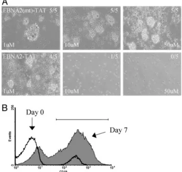 Table 1. Continuous EBNA2-TAT is required to block EBV-induced B cell proliferation