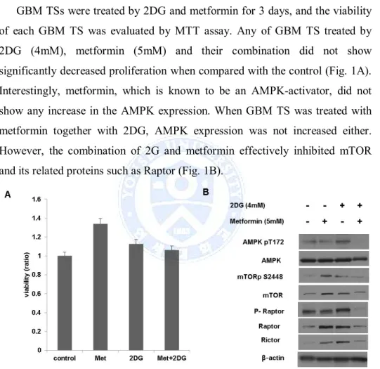 Figure 1. Anti-proliferative effect of 2-Deoxyglucose (2DG) and metformin  (Met),  (A)  2DG,  metformin  and  their  combination  did not  inhibit  proliferation of  glioblastoma  (GBM)  tumorsphere (TS),  (B)  Increased  expression of AMP-activated protei