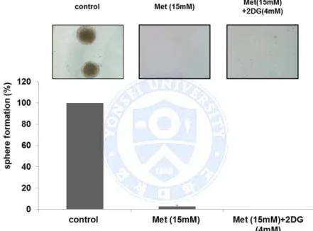 Figure  7.  Sphere  formation  assay  with  high  dose  of  metformin  (Met),  Tumorsphere formation was test in different conditions with higher dose of  metformin  (15mM)