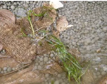 Fig.  5.  Transplanted  eelgrass  on  the  artificial  bed  (Kim  et  al.,  2014b). 
