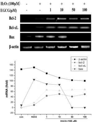 Fig. 7. RT-PCR for the bcl-2,  bcl-xL,  bax,  β-actin mRNA in expression of clone 1-5c-4 cell line
