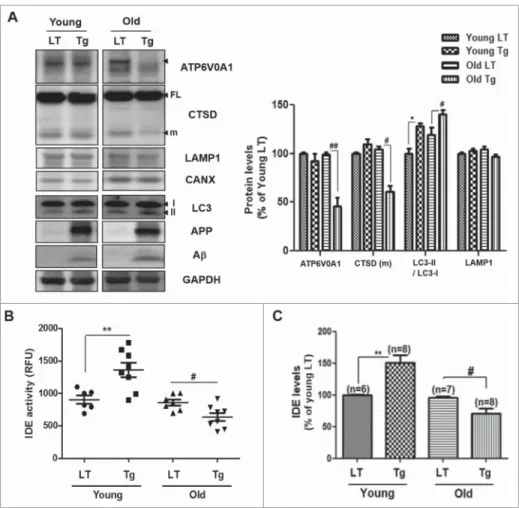 Figure 7. IDE activity is inversely correlated with age in AD mice. (A) Lysosomal dysfunction in the brain of the 7-mo-old Tg6799 mice (old Tg), and in 1.5-mo-old Tg6799 (young Tg) mice