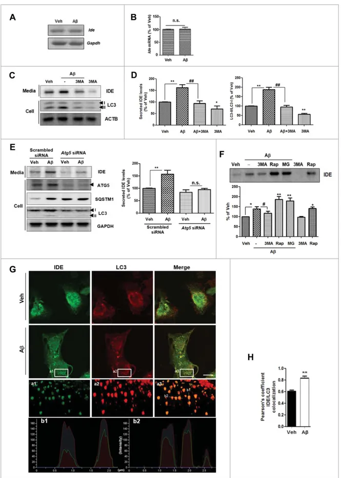 Figure 2. A b-induced IDE secretion from primary astrocytes is associated with the autophagy-mediated unconventional secretion pathway