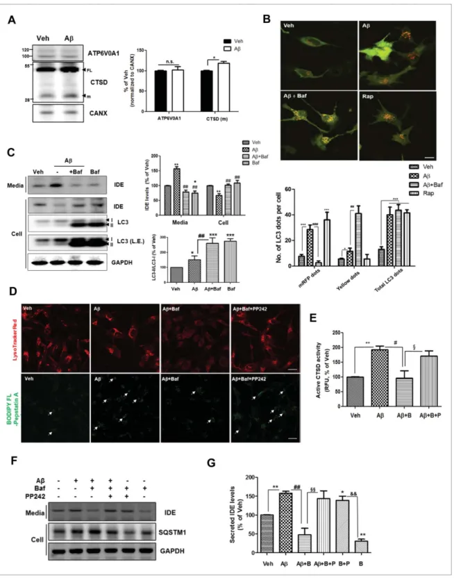 Figure 3. Autophagic ﬂux is important for Ab-induced IDE secretion. (A) Change in lysosomal proteins in primary astrocytes following treatment with Ab (1 mM for 24 h)