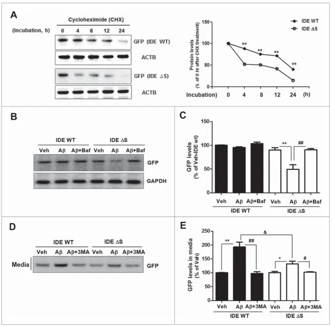 Figure 4. The SlyX domain of IDE regulates IDE degradation through lysosomes. (A) Protein stability in IDE wild-type (IDE WT) and SlyX domain-deletion mutant (IDE DS)- DS)-transfected U373MG cells after cycloheximide (CHX) treatment