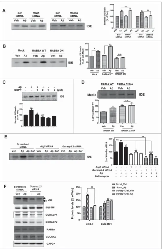 Figure 5. A b-induced IDE secretion is mediated by RAB8A activity and GORASP. (A) WB analysis of secreted IDE levels in the media from Rab5 or Rab8a knockdown pri- pri-mary astrocytes under treatment with A b or vehicle