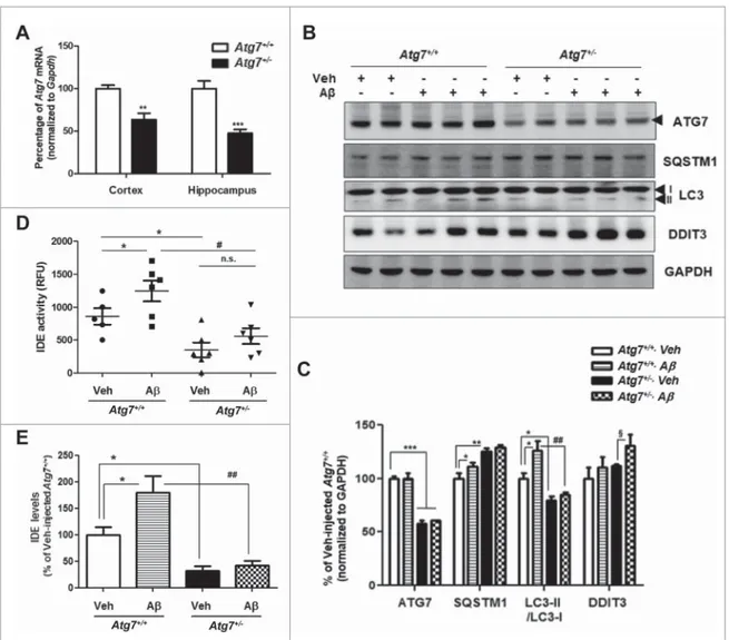 Figure 6. Autophagy-insuf ﬁcient mouse brains show decreased IDE levels in the CSF under Ab-injection conditions