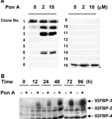 Fig. 2. Inhibitory effect of insulin-like growth factor-binding protein 3 on DNA synthesis in inducible stably transfected MCF-7 cells