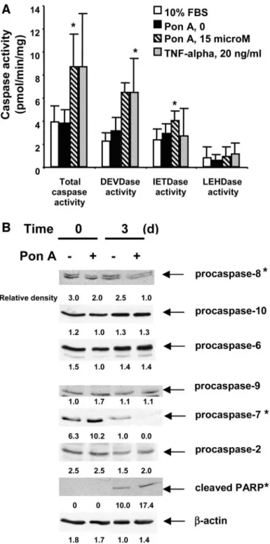 Fig. 5. Activation of caspases involved in death receptor-mediated pathway in insulin- insulin-like growth factor-binding protein 3-induced apoptosis in MCF-7 cells