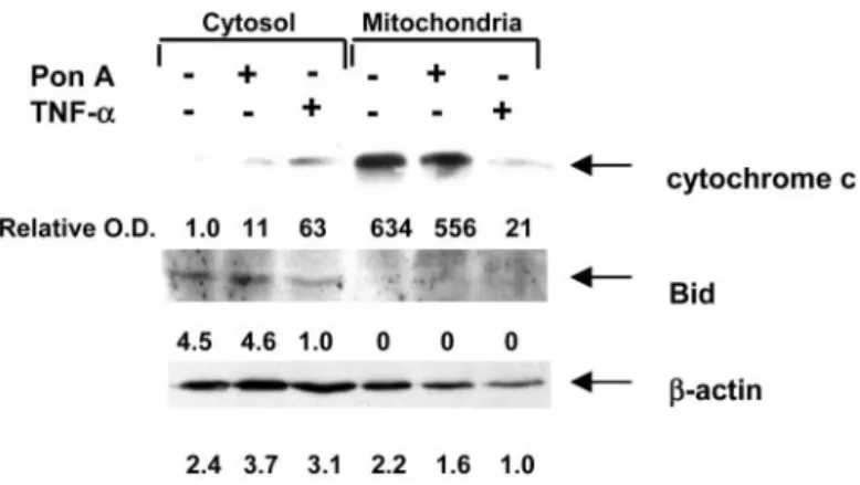 Fig. 8. Schematic representation of insulin-like growth factor-binding protein (IG- (IG-FBP)-3-induced apoptosis