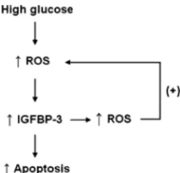 FIG. 5. Schematic diagram showing ROS generation by high glucose