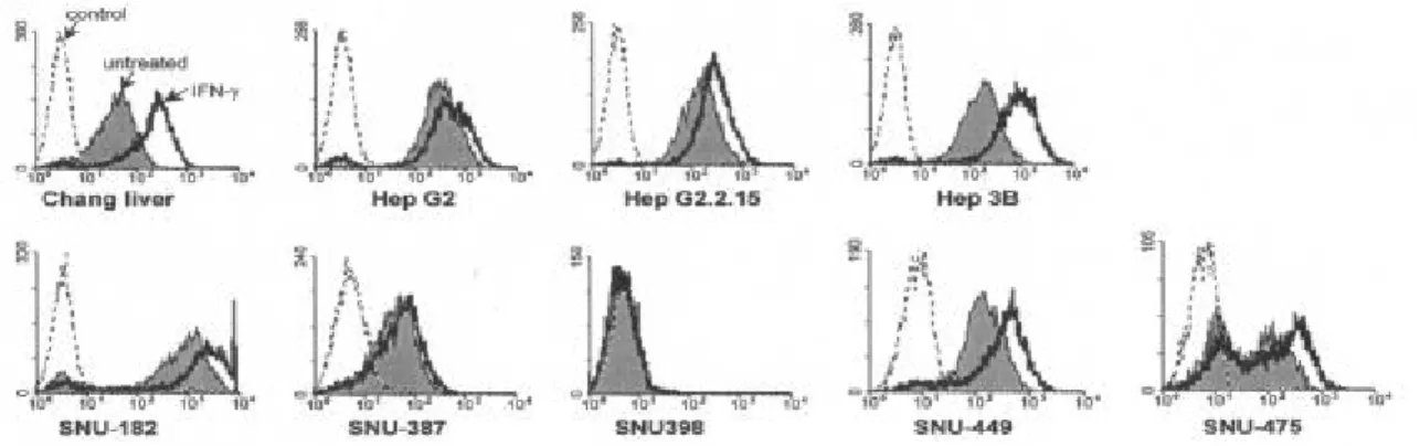 그림 5. IFN- γ   처리에  의한  간암  세포표면 ICAM-1  발현  변화.  간암  세포를 250 U/ml의 IFN- γ 로 36  시간 동안  처리한  후, anti-ICAM-1  항체와  이차항체로  면역형광염색을  시행하고  유세포  분석을  시행하였다