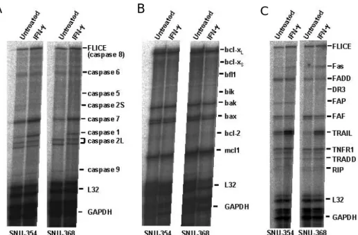 그림 7. IFN- γ 가 SNU-354와 SNU-368  세포에서  apoptosis  관련  유전자  발현에  미치는  영향. SNU-354 와 SNU-368  세포를 250 U/ml의 IFN- γ 로 24  시간  동안  처리한  후,  총 RNA를  분리하고  apoptosis  관 련  유전자들의  발현을  조사하기  위해 RPA를  시행하였다