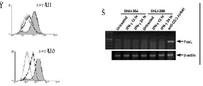그림 8. SNU-354와 SNU-368  세포에서 IFN- γ 에  의한  세포표면 Fas의  발현  변화와  FasL  mRNA의  발현 변화. (A) SNU-354와 SNU-368  세포를 250 U/ml의 IFN- γ 로 36  시간  동안  처리한  후, DX2 anti-Fas  항체와 이차항체로  면역형광염색을  시행하고  유세포  분석을  하였다