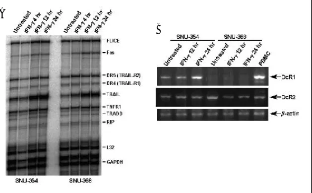 그림 9. IFN- γ 가 SNU-354와 SNU-368  세포에서 TRAIL  수용체  발현에  미치는  영향. SNU-354와 SNU-368 세포를 250 U/ml의 IFN- γ 로  표시된  시간  동안  처리한  후,  총 RNA를  분리하였다