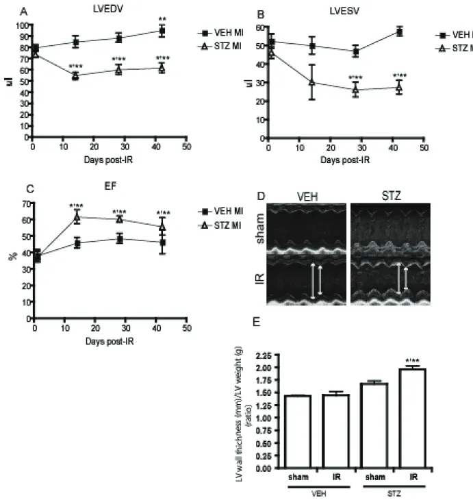 Figure 5. Echocardiography analysis was followed up to 6 weeks of reperfusion to examine the chronic effects of IR injury