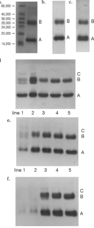 Fig. 2. The effect of lenses on the denaturation of SOD induced by UV-A.