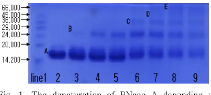 Fig. 1. The denaturation of RNase A depending on UV-A irradiation time.