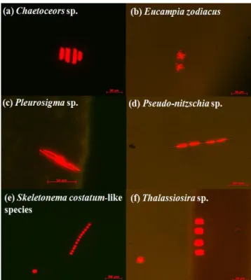 Table  2.  List  of  10-50 µm  organisms  and  their  response  to  vital  stain 