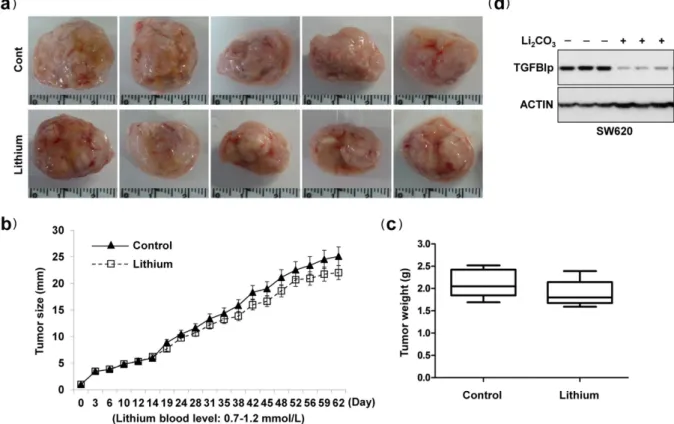 Figure 1.  Lithium carbonate had no effect on tumor growth. SW620 cells were injected subcutaneously 