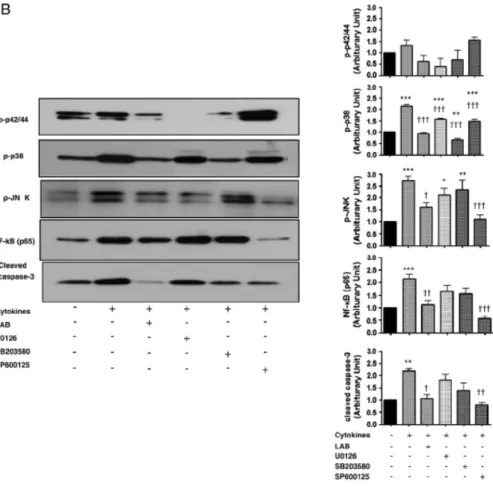 Figure  2.  Effect  of  LAB  on  MAP  kinase  pathways  in  cytokine-treated  INS-1 cells