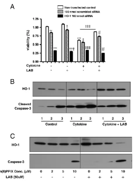 Figure  4.  Effects  of  knockdown  and  inhibition  of  heme  oxygenase-1. 