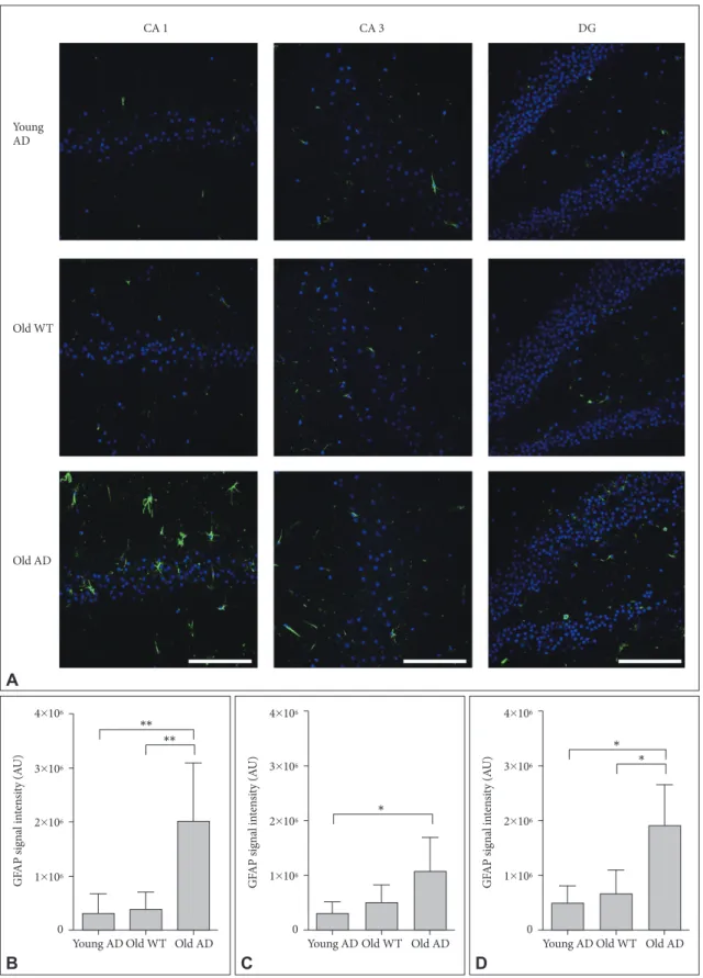 Figure 6. Activated astrocytes in long-term OHSC from old 3xTg-AD mouse. A: Representative confocal images show astrocytes stained 