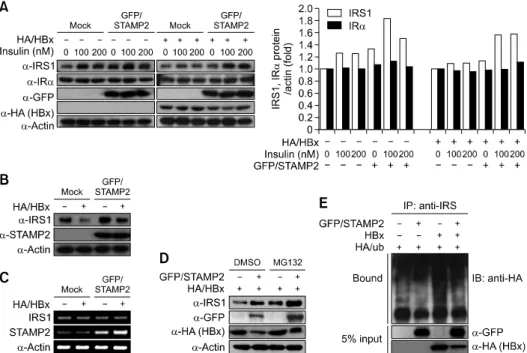 Figure  3.  STAMP2 prevents degradation of IRS1 by HBx. (A) HepG2 and HepG2-HBx cells were transfected with empty vector or GFP/STAMP2 ex-