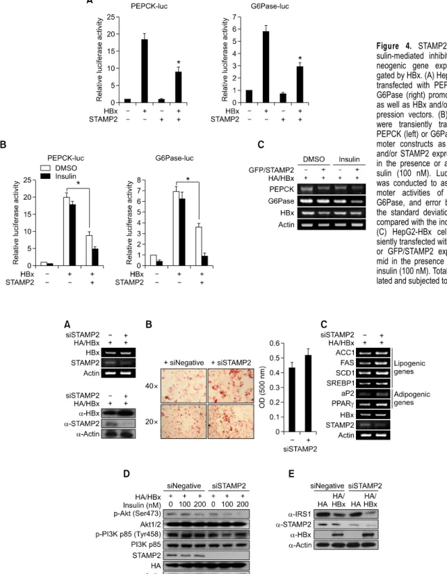 Figure  4.  STAMP2 restores in- in-sulin-mediated inhibition of  gluco-neogenic gene expression  abro-gated by HBx