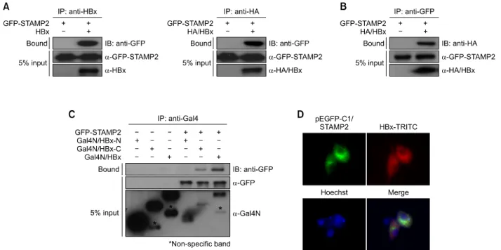 Figure  8.  STAMP2 interacts with HBx protein. (A) HepG2 cells were transiently transfected with mammalian HA/HBx and/or GFP/STAMP2 expression 