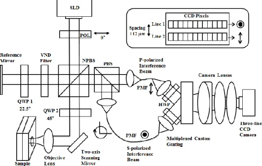 Fig.  1.  Schematic  diagram  of  the  polarization-sensitive  spectral  domain  optical  coherence  tomography  system  using  a  single  camera  spectrometer