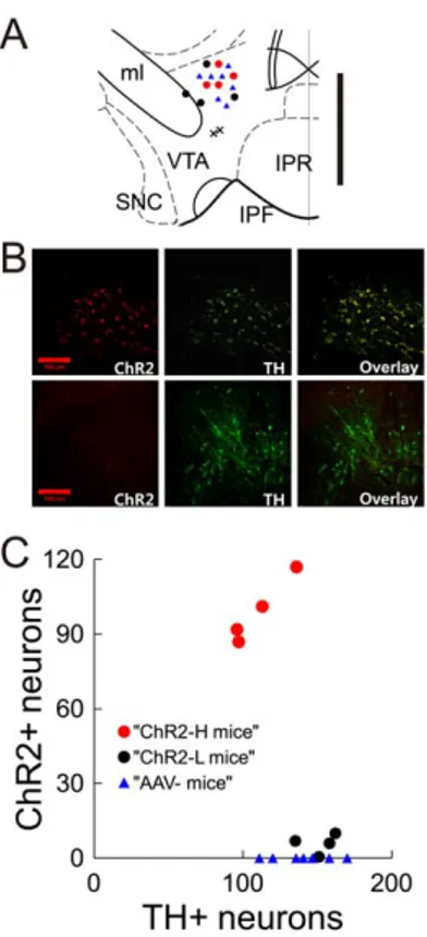 Figure 1. Expression of ChR2 in VTA dopamine neurons. A, Positions of viral injections in a coronal section of ventral midbrain (23.28 mm from bregma)