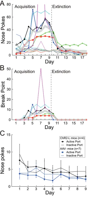 Figure 2. Operant responding for 200 ms of optical stimula- stimula-tion. A, Responses on the active (thick line) and inactive port (thin line) for each of the 4 ChR2-H mice, as well as 2 additional mice for which no histology results were obtained (magent