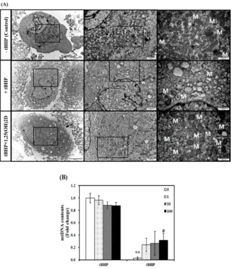 Figure 2. Influence of 1,25-dihydroxyvitamin D (1,25(OH)2D) on mitochondrial morphology and mitochondrial DNA (mtDNA) contents