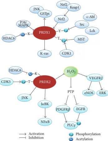 Figure 1: Interaction of typical 2-Cys Prxs with signaling molecules in the phosphorylation and acetylation networks