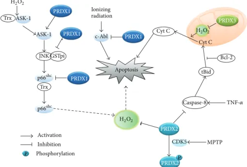 Figure 2: Role of typical 2-Cys Prxs in the apoptotic death pathways. The schematic drawing illustrates that each Prx interacts with proapoptotic molecules and regulates various apoptotic pathways