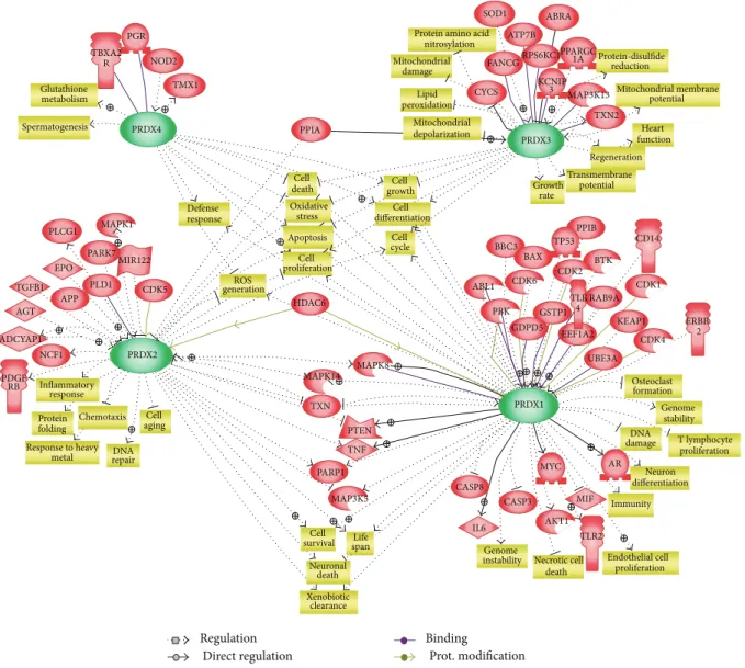 Figure 3: Summary of regulatory networks centered by typical 2-Cys Prxs. Functional correlation and interaction among the signaling proteins and typical 2-Cys Prxs are reconstituted into a network model using the Pathway Studio software (Ariadne Genomics I