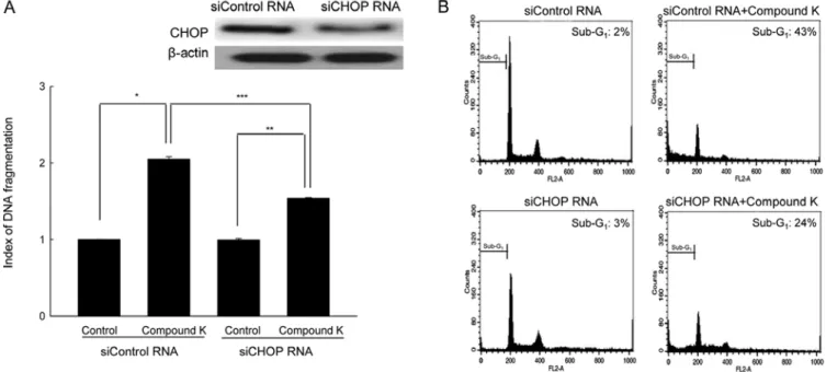 Figure 4. Downregulation of CHOP attenuated Compound K-induced apoptosis. Cells were transfected with siCHOP RNA or siControl RNA after treatment  with Compound K for 48 h, (A) DNA fragmentation was quantified using an ELISA kit and (B) the apoptotic sub-G