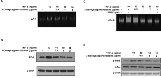 Fig. 3. Suppression of TNF-a-Induced AP-1 and NF-kB Activation by 3-Deoxysappanchalcone in HEKa Cells