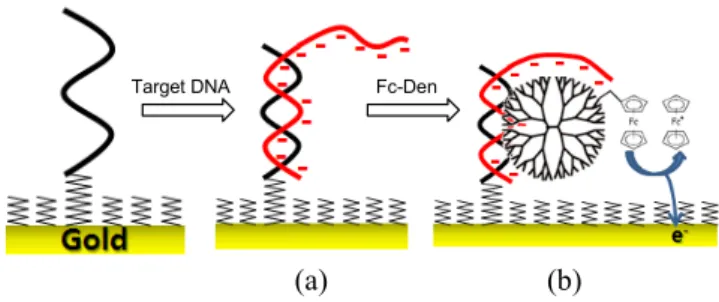 Figure 1. Schematic diagram of Fc-Den-based label-free DNA detec-